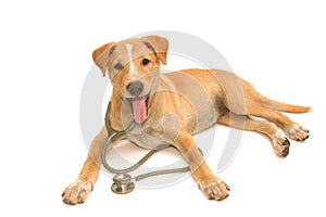 Cute healthy puppy with a stethoscope