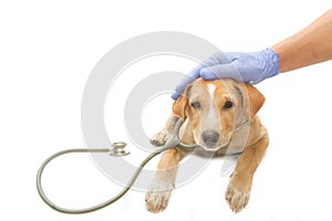 Cute healthy puppy with a stethoscope