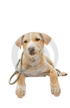 Cute healthy puppy with a stethoscope