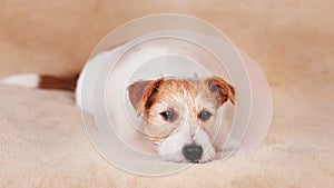 Cute healthy recovering dog as wearing funnel collar after spaying surgery