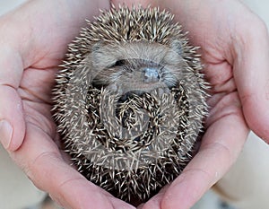 Cute hedgehog baby photo