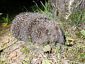 A cute hedgehog from the Hedgehog family Erinaceidae went for a night walk in search of food photo
