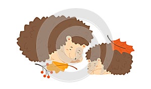 Cute hedgehog family sleeping together. Pair of forest urchin with autumn leaves and rowan branches. Flat vector cartoon