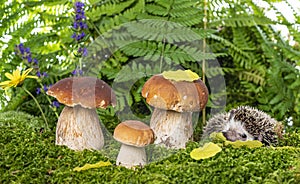 Cute Hedgehog in forest with mashrooms