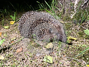 A cute hedgehog from the Hedgehog family Erinaceidae went for a night walk in search of food photo