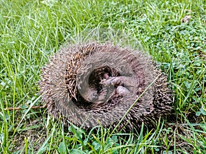 Cute hedgehog - I LOVE IT :
