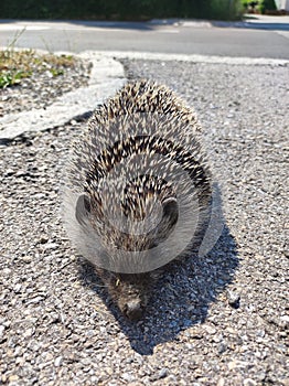 Cute hedgehog after passing succussfully a dangerous street