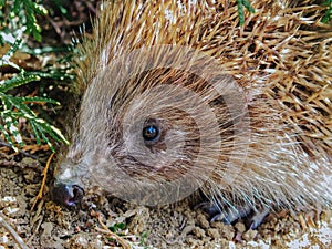 Cute hedgehog in it`s natural habitat outdoors in the forest