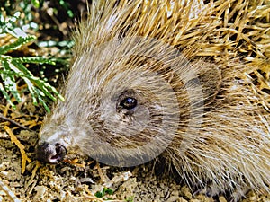 Cute hedgehog in it`s natural habitat outdoors in the forest