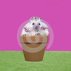 Cute Hedgehog Sitting in Flower Pot