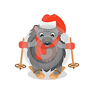 Cute hedgehog skiing, funny animal cartoon character wearing red hat and scarf vector Illustration on a white background