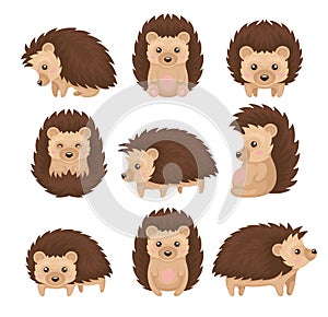 Cute hedgehog in various poses set, prickly animal cartoon character with funny face vector Illustration on a white