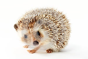 Cute Hedgehog on White