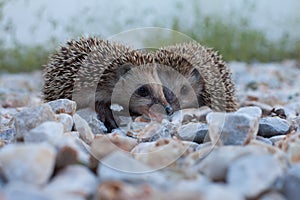 Cute hedgehog, wildlife photo