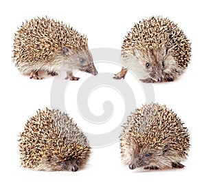 Cute hedgehogs photo