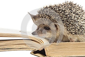 Cute hedgehogs read book isolate white