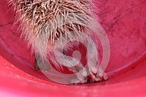 Cute heels of hedgehog with needles in pink bucket