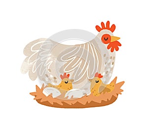 Cute hen on nest with eggs and hatched chickens. Domestic bird during laying and brooding. Colorful flat textured vector