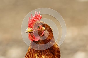 Cute hen portrait