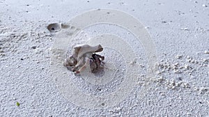 Cute hermit crab carry beautiful shell crawling on sand beach of tropical island. A land Coenobita Perlatus use empty shell as its