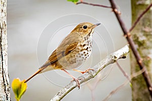 Cute Hermit Thrush bird close up portrait