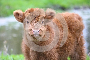 Cute Highland calf