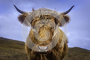 Cute highland cow looking at camera