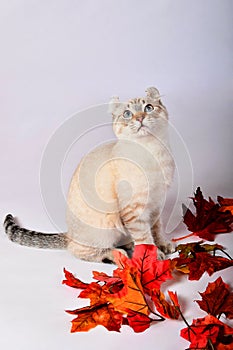 Autumn Highland Lynx kitten 9 photo