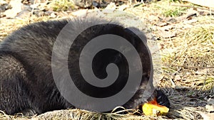 Cute himalayan black bear cub is eating melon. Primorsky Safari Park, Russia