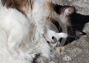 cute himalayan cat sunbathing