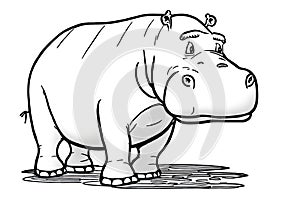 Cute hippo drawing, line art illustration