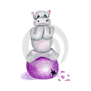 Cute hippopotamus animal sitting on violet fitness orb. Concept of fitness circus, trick, excess weight, home trainig, workout.