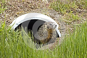 Cute hoary marmot at drainage pipe