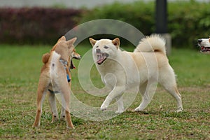 Cute Hokkaido dog playing