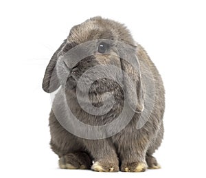 Cute Holland Lop rabbit