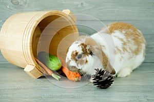 Cute Holland Lop rabbit eating carrot ,vegetable