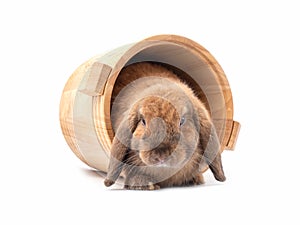 Cute holland lop rabbit in wooden bucket isolated on white background.