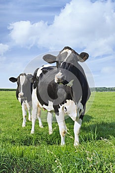 Cute Holstein-Friesian calf in a green Dutch meadow photo