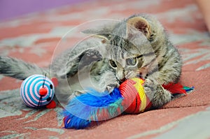 Cute home kitten playing with toys