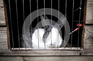 Cute home rabbit in outside Cage, Rabbit with white snout, cute little pet for family