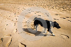 Cute homeless dog walking on a beach