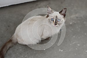 Cute homeless kittens looking at camera and play