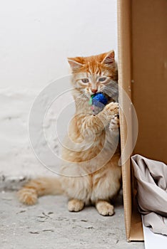 Cute homeless kittens looking at camera and play