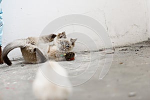 Cute homeless kittens looking at camera and play