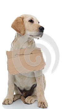 Cute homeless labrador retriever puppy wearing  sign at its neck