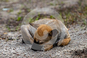 Cute Homeless Puppy Sleeping Outside