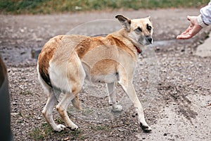 Cute homeless scared dog with sweet looking eyes walking in summer park. Adorable yellow dog with sad scared emotions at shelter.