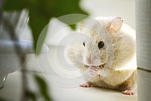 A cute homemade hamster is sitting on the windowsill, eating after cheeks