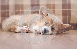 Cute homemade puppy of corgi sleeps peacefully on wooden floor in the house stretched out small paws
