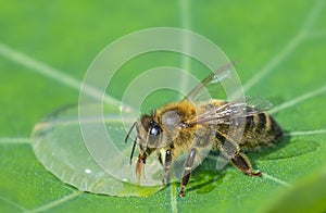 Cute honey bee, Apis mellifera, in close up drinking water from a dewy leaf